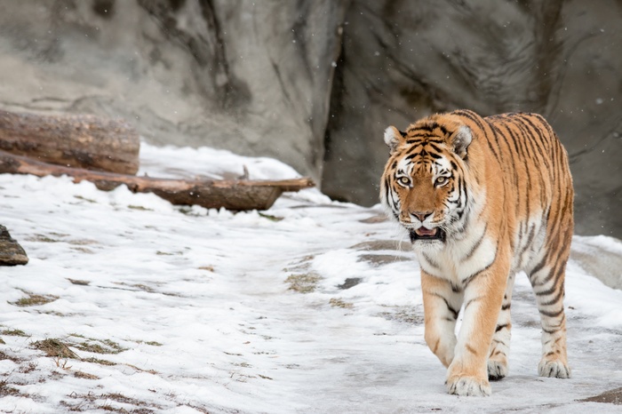 Siberian Tiger walking in the snow