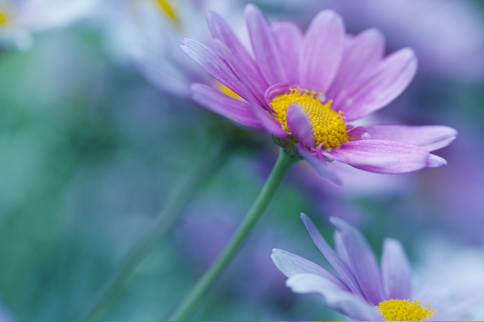 Purple Daisies with Yellow Centers