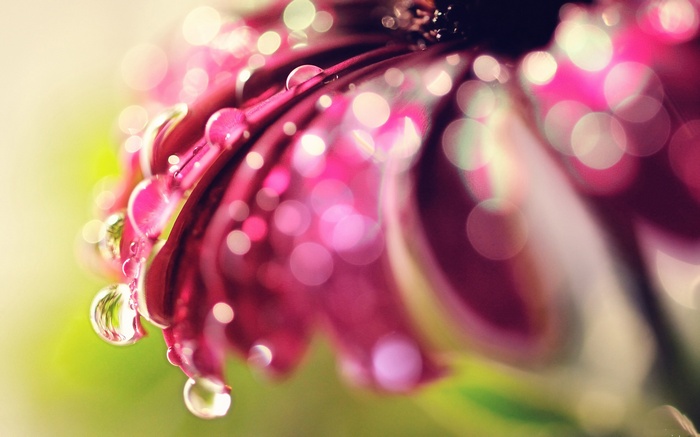 Close-up of a purple flower with water droplets and bokeh