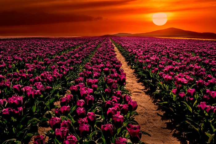 Purple tulips field at sunset