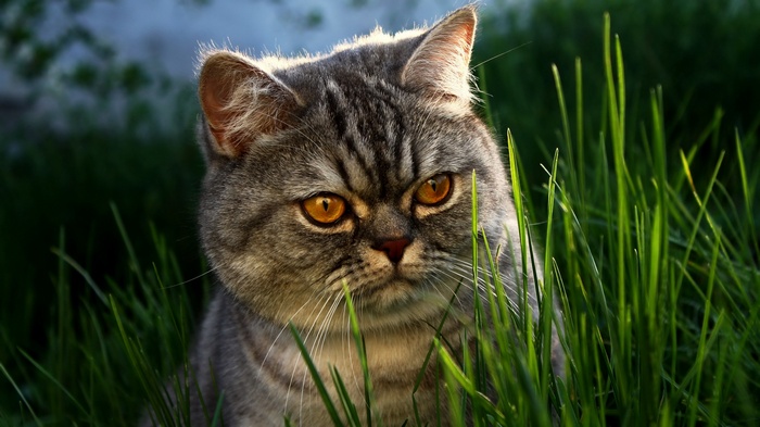 Close-up of a British Shorthair cat in grass