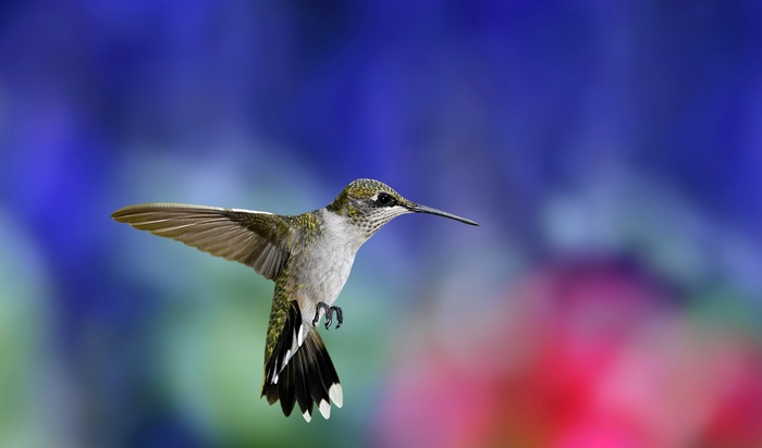 Hummingbird in flight against a colorful background