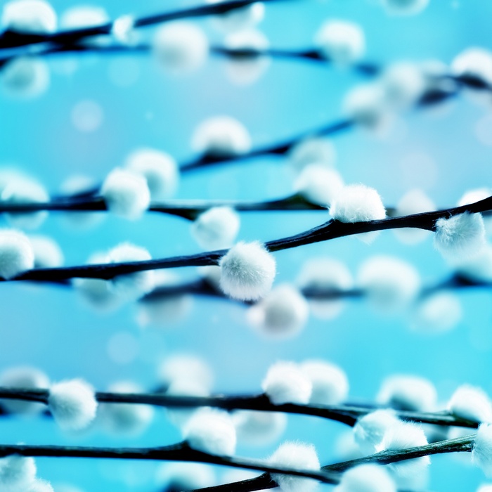Macro view of pussy willow branches with soft white buds
