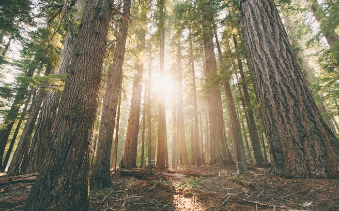 Sunlight filtering through tall trees in a forest