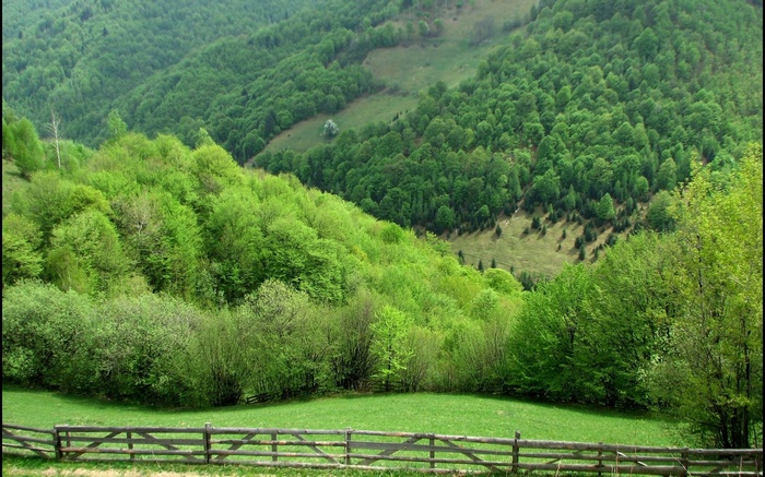 Green forest on rolling hills with a wooden fence