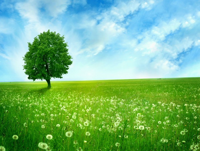 Landscape, Green tree, 4K