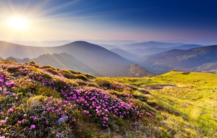 4K Rhododendron flowers in summer mountains at sunset