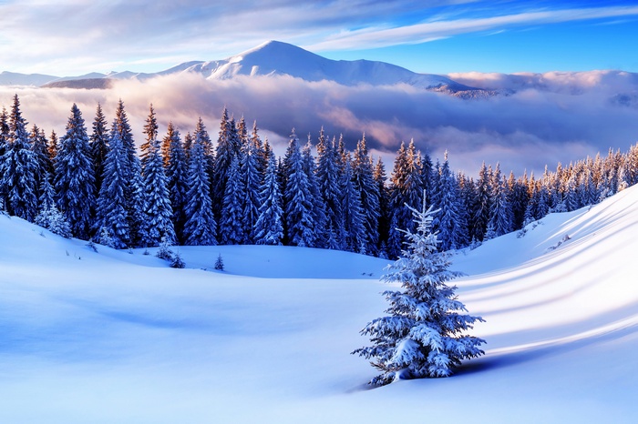 Winter forest with snow-covered pine trees and mountains