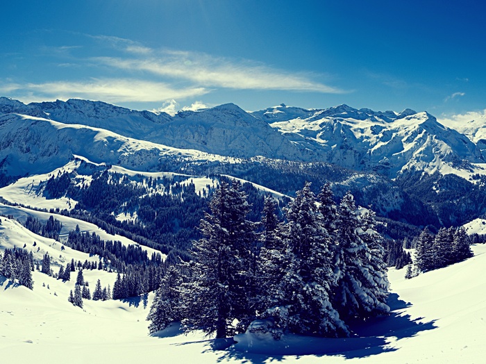 Snowy mountains with pine trees under a blue sky