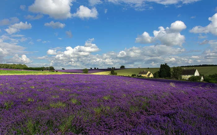Lavender field with houses and clouds