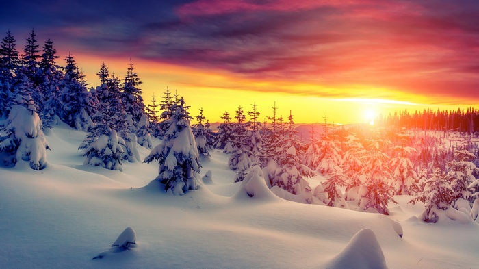 Winter Forest at Sunset 4K