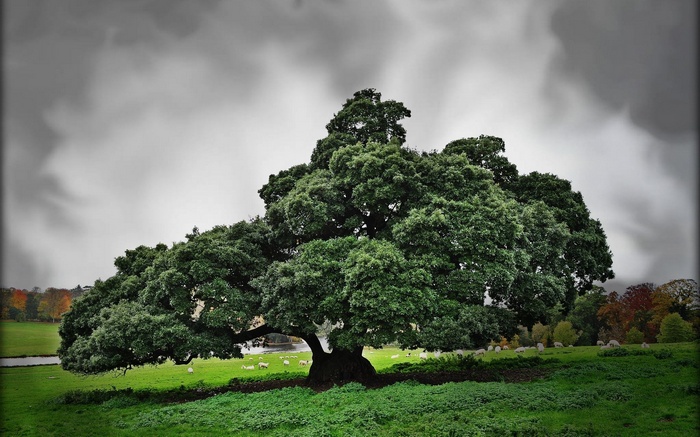 Large oak tree in a grassy field with sheep
