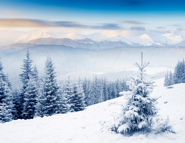 Snowy mountain landscape with pine trees in winter