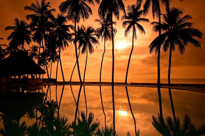 Resort, Palm tress, Coast, Sunset