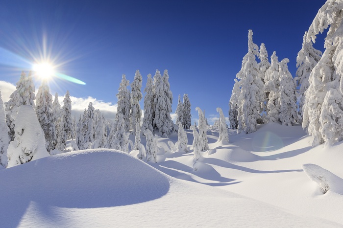 Sun Shining Over Snow-Covered Trees in Mountains