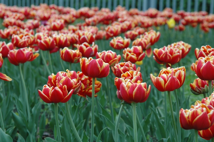Red and yellow tulips in a garden