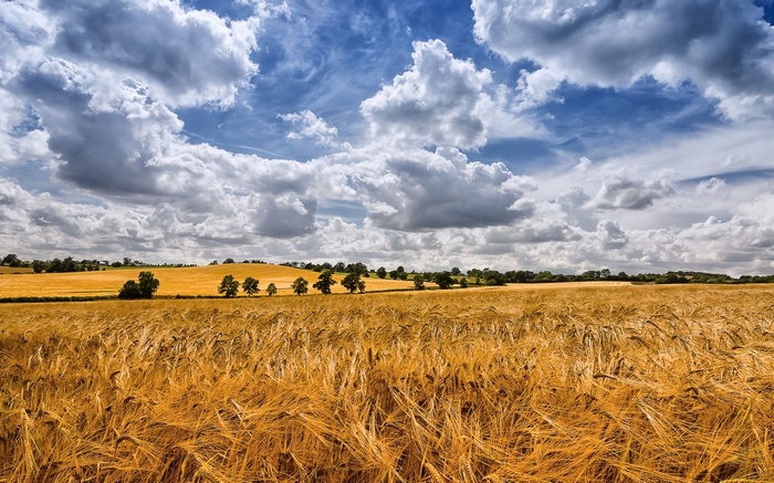 Golden wheat field under a cloudy blue sky