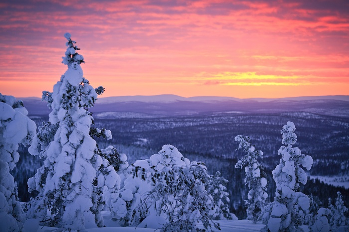 Snow-covered trees at sunrise in a winter landscape