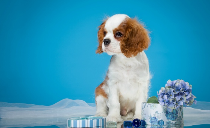 Cavalier King Charles Spaniel puppy with blue decorations