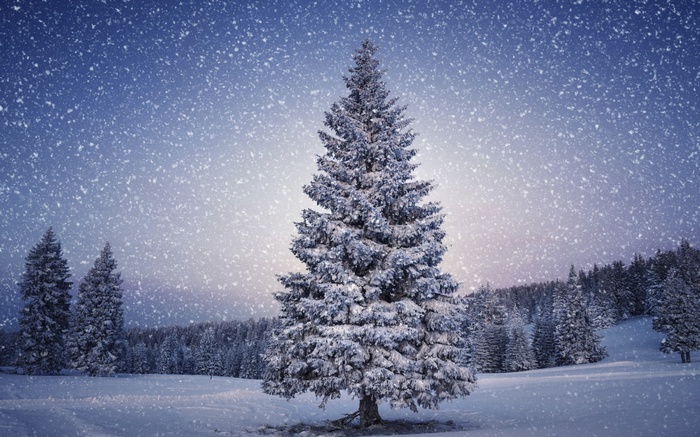 Snowy pine forest during snowfall