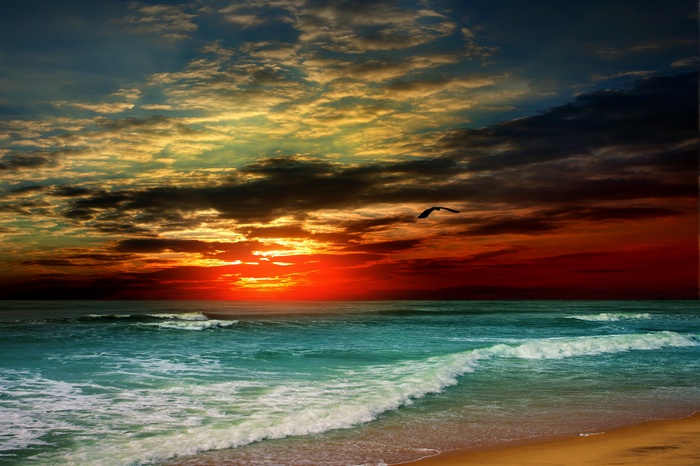 Sunset over the ocean with a bird flying