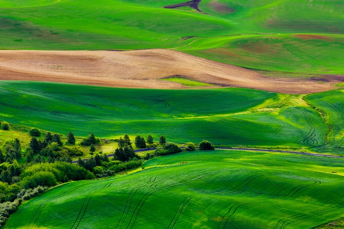 Rolling green hills with a dirt road