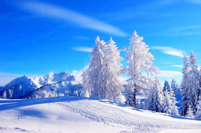 Frosted trees in snowy mountains with blue sky