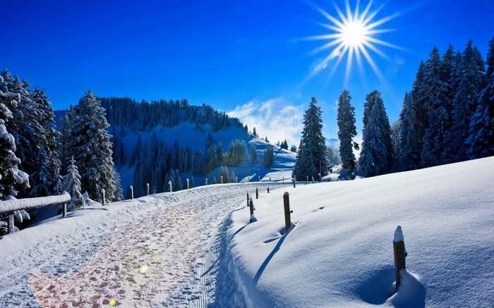 Sunny day, Snow covered, 4K, Pine trees, Winter, Path