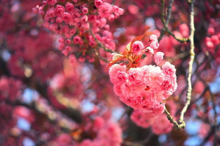 4K Cherry Blossoms on a Branch