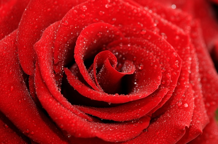 Red Rose with Water Droplets 4K