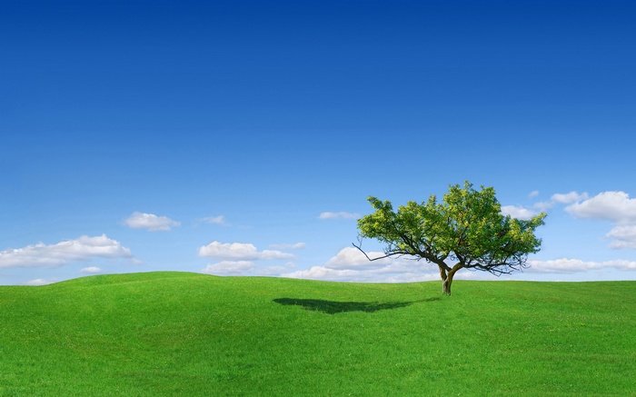 A lone tree on a green hill under a blue sky