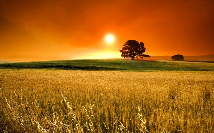 Sunset, Grass field