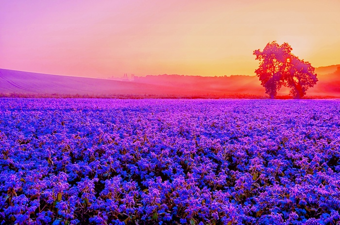Purple flowers field at sunset 4K