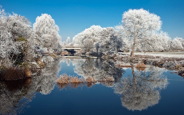 Frozen trees reflected in a calm lake under a blue sky