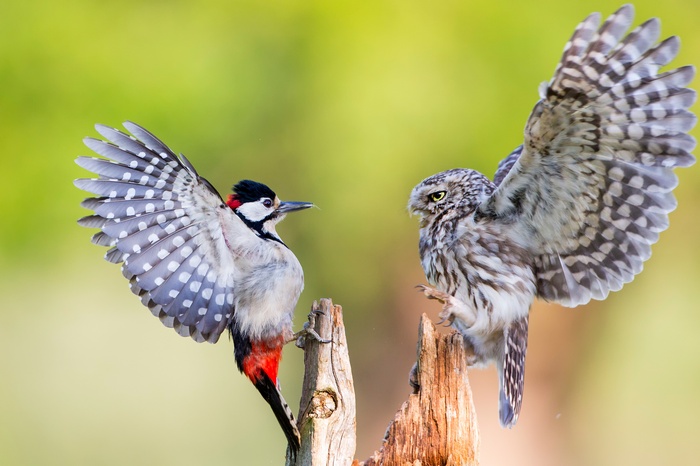Great Spotted Woodpecker and Little Owl on Tree Stumps