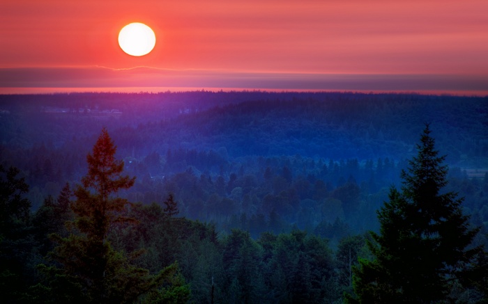 Sunset over a forest landscape
