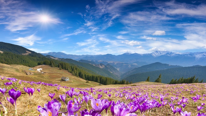Spring Mountains with Crocus Flowers and Sunny Sky