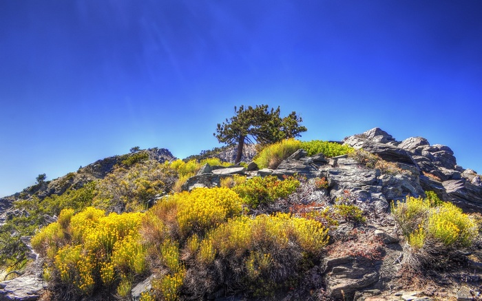 Rocky mountain slope with yellow wildflowers and a lone tree
