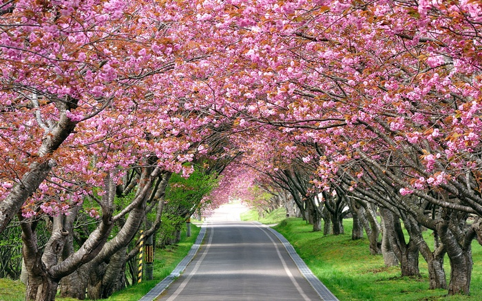 Tunnel of Cherry Blossom Trees in Spring