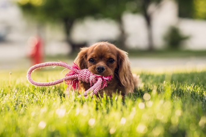 Puppy with a Rope Toy in Grass