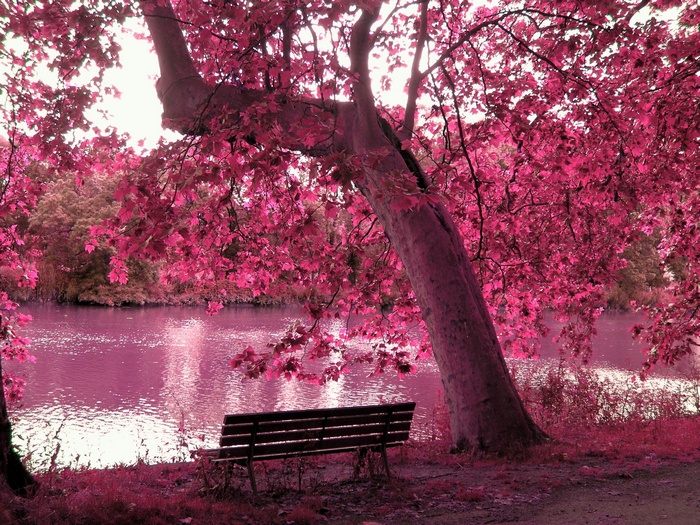 Pink tree by the water with a bench