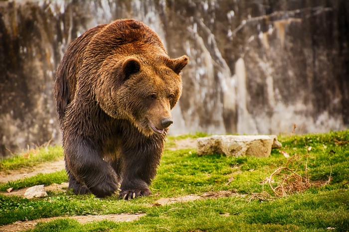 Brown bear walking on grass with rocky background