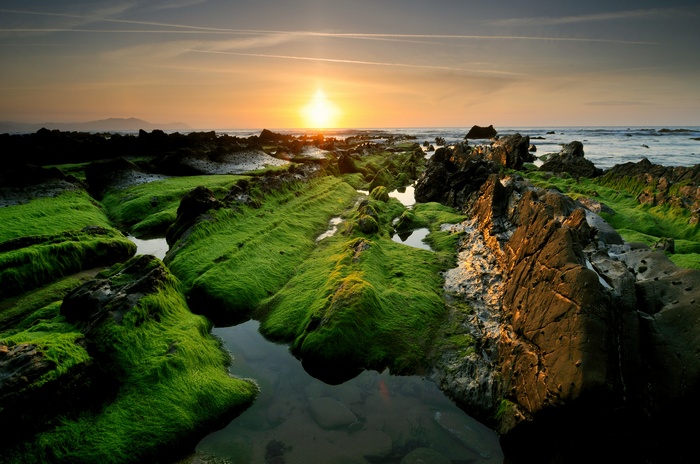 Rocky coastline with green algae at sunset