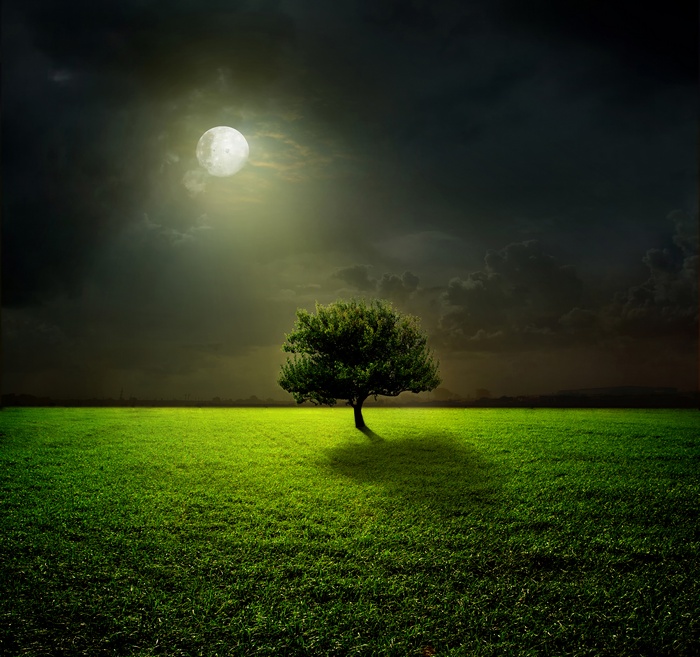 4K, Landscape, Full moon, Tree, Moon light