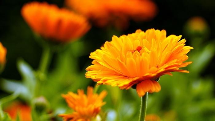 Orange Marigold Flower