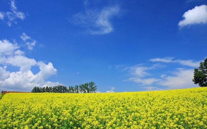 Field of yellow flowers under a blue sky
