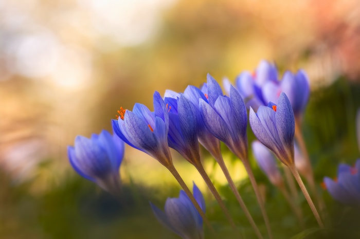 Purple Crocus Flowers in Spring