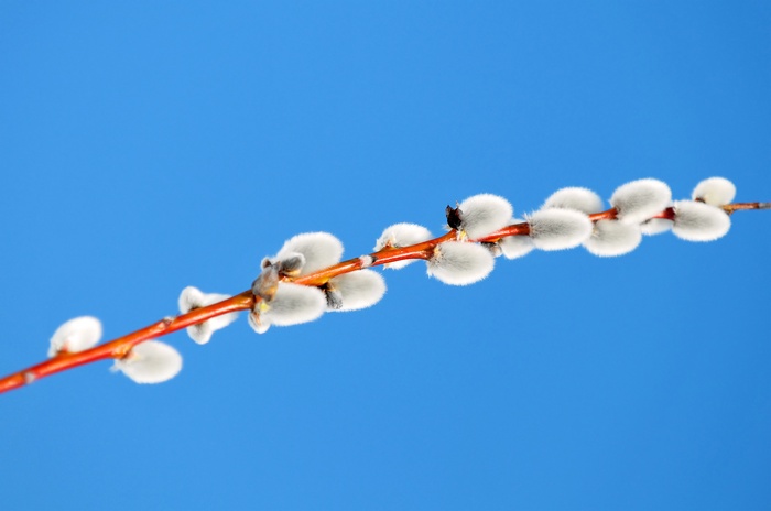 Pussy willow branch against blue sky 4K