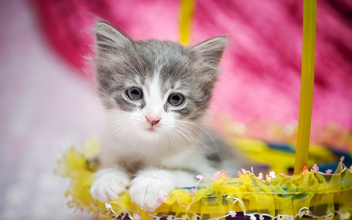Cute gray and white kitten in a basket