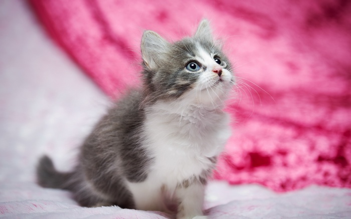 A fluffy grey and white kitten with blue eyes
